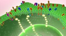 A cross-section of a cancer cell with many membrane-spanning receptors is shown. Three pairs of receptors represent activated, dimerized receptors. These dimers have activated intracellular signaling pathways, represented by a string of glowing yellow oval shapes.